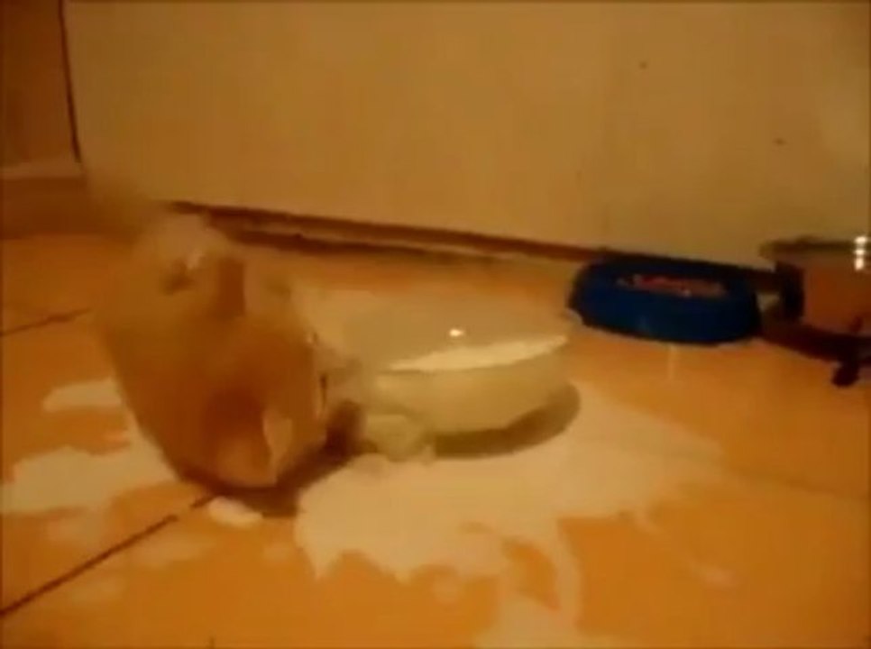 Un chat se bat contre un bol de lait