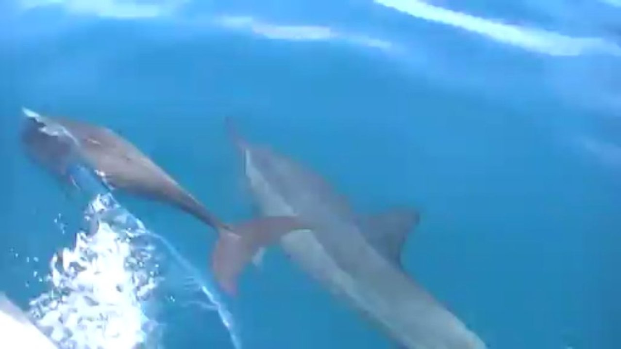 Les dauphins " Spiner" de Moorea