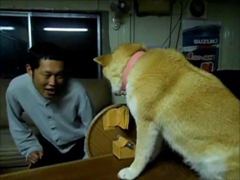 Un chien ne veut pas de bisous