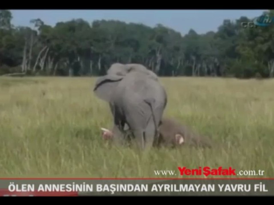 Ölen annesinin başından ayrılmayan yavru fil
