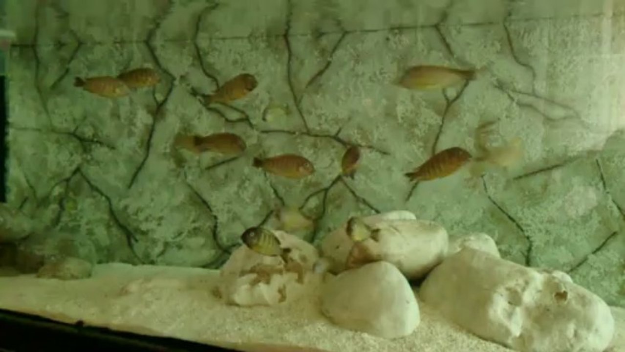 F0 WF Tropheus Brichardi Bulombora...