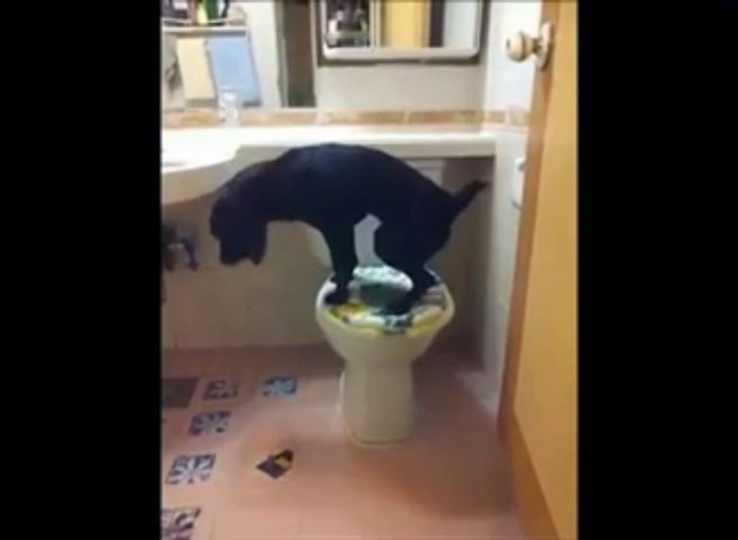 VIDEO Un chien qui fait pipi aux toilettes comme les humains - Vidéo  Dailymotion