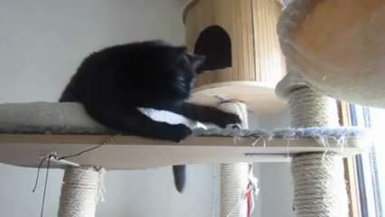 Sidonie dans tous ses états-2