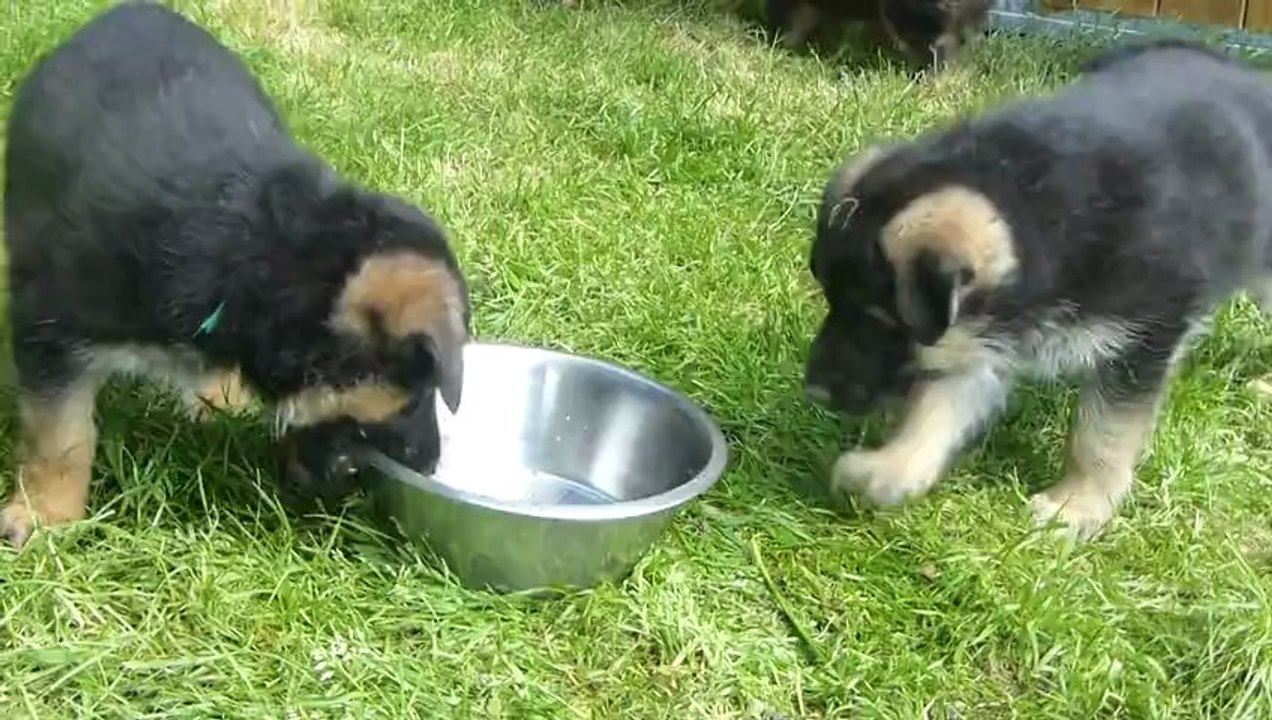 Chiot berger allemand de 6 semaines