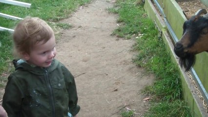 Timothée donne à manger aux chèvres.