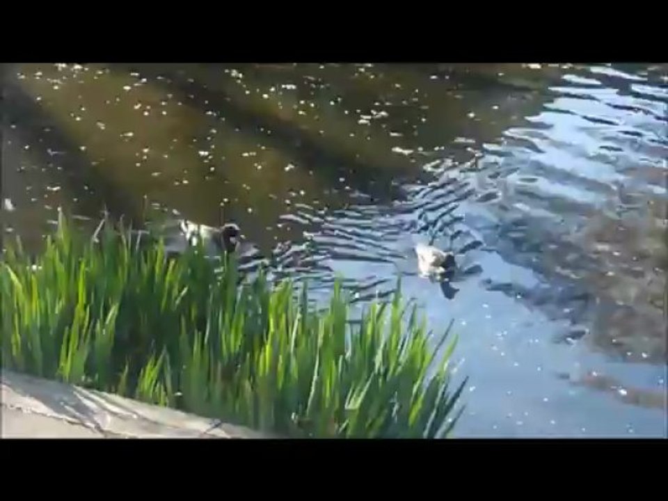 TTMA Video Challenge Day 7