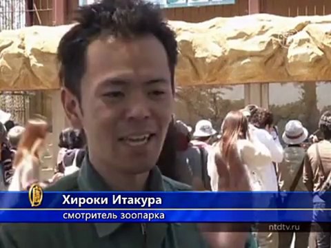 В зоопарке Токио показали полосатое пополнение