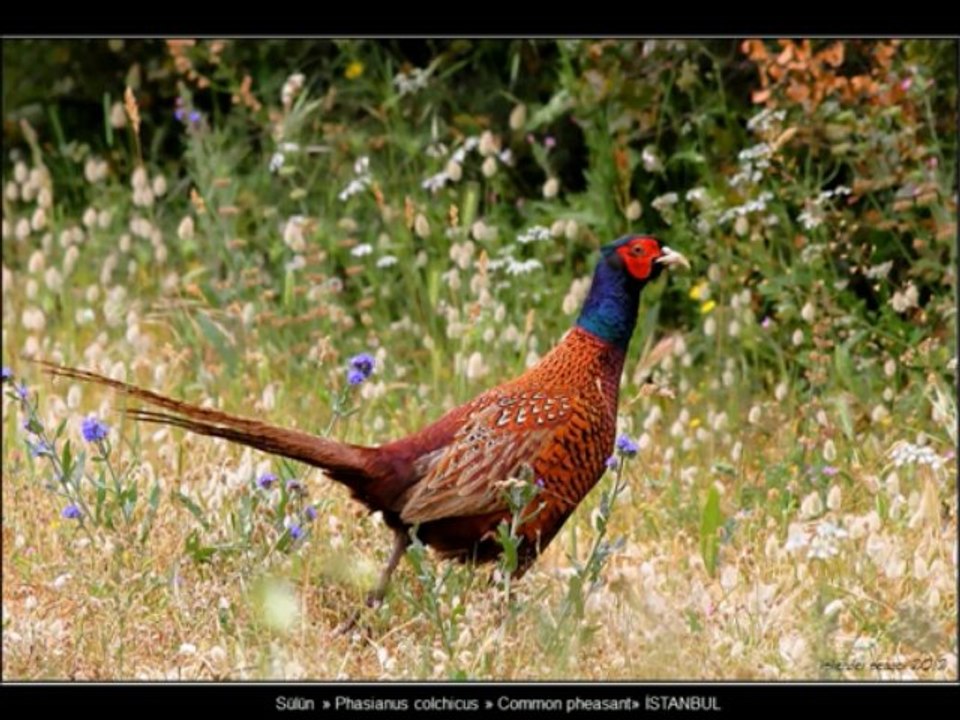 my birds