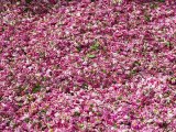 La vallée des roses en couleurs - Sud Est Maroc