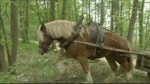 Débardage à cheval dans le bois de la Hacquinière