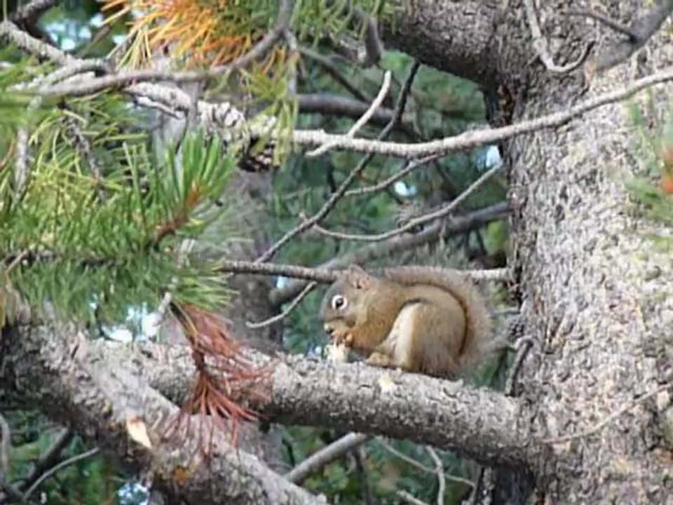 Écureuil  - Yellowstone NP