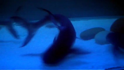 Köpek Balıkları su yüzeyinden salam yerken