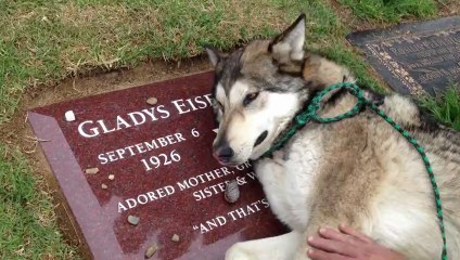 Chien pleure sur une tombe au cimetiere