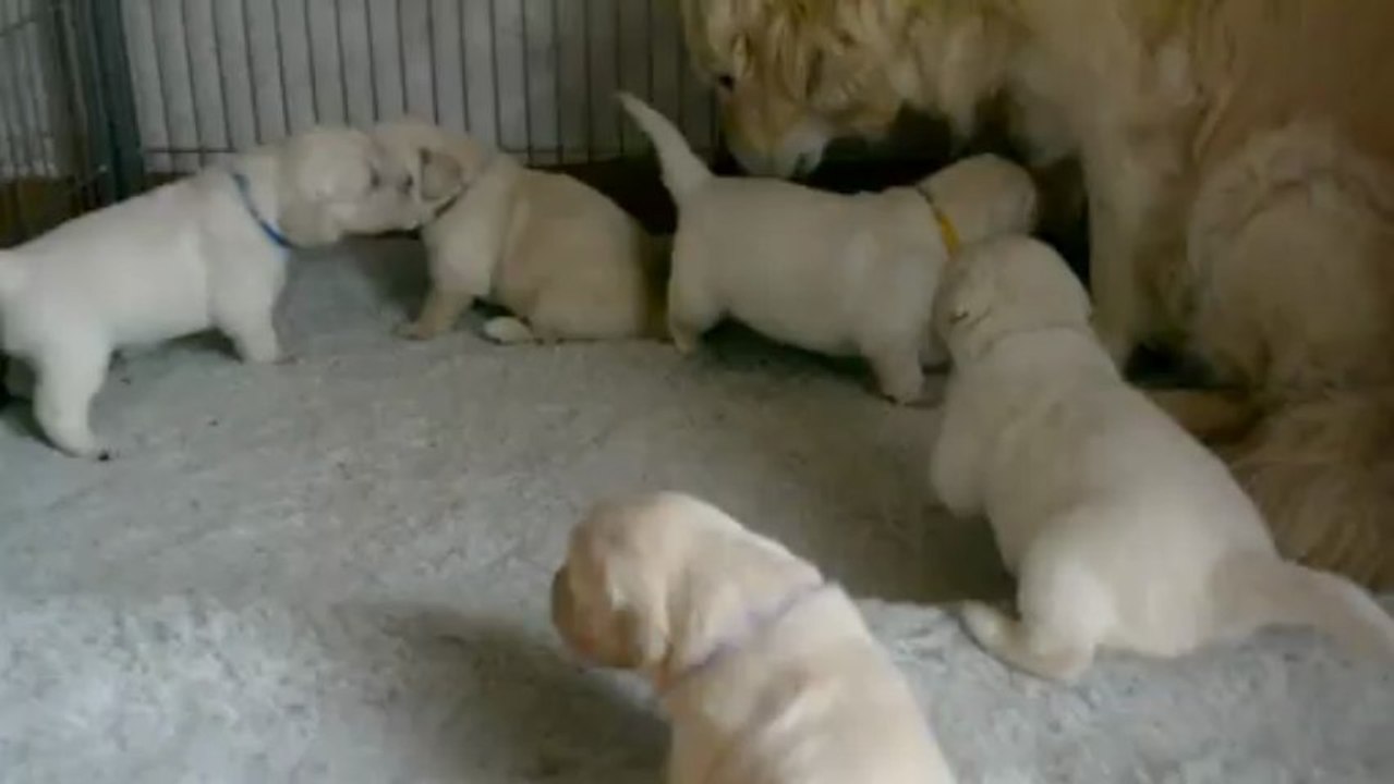 BANGKA ET SES BEBES DE 3 SEMAINES