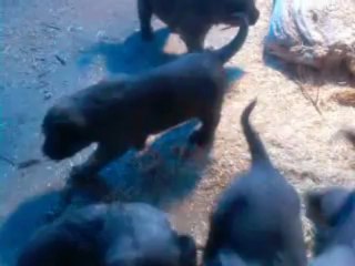 alaylı hacının enikler 25 günlük oldular