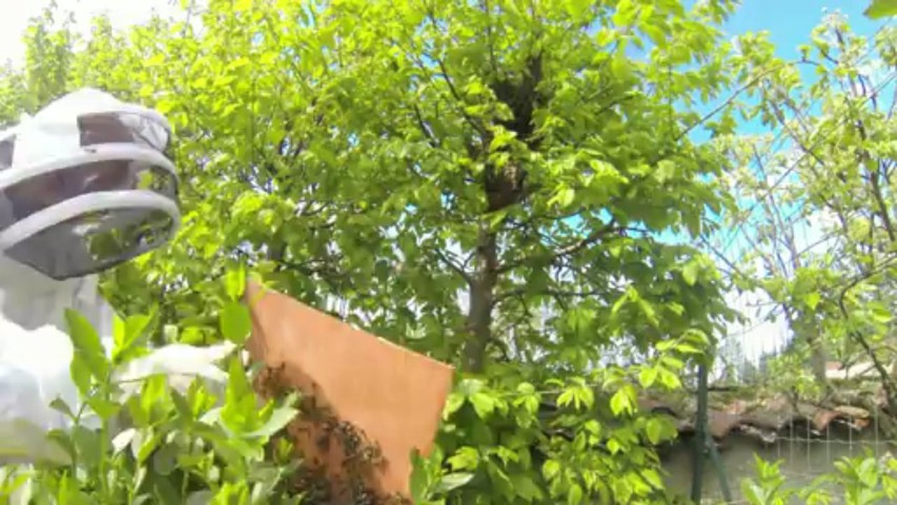 Essaimage des abeilles