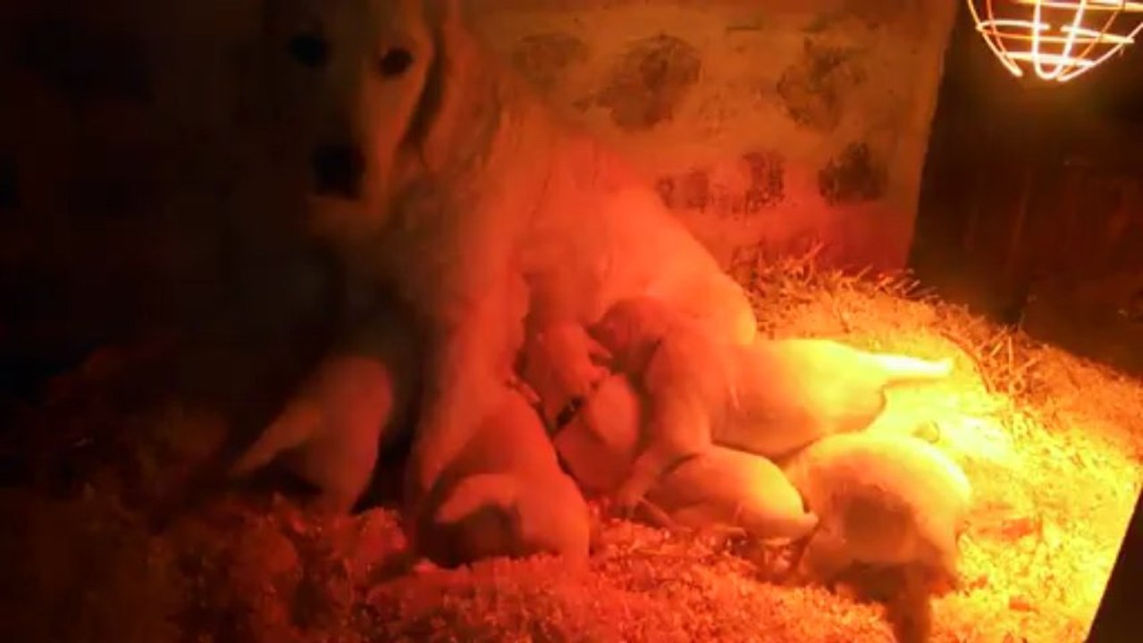 Les goldens à 3 semaines 1/3