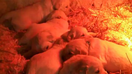Les goldens à 3 semaines 2/3