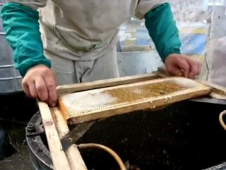 deso simplex - icko apiculture