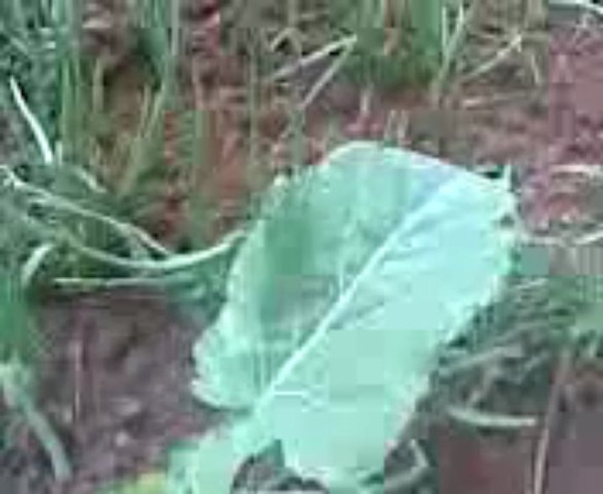 Karadeniz Parcalari WwW.SeslİSohbetce.Com