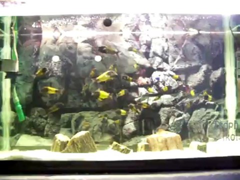 Tropheus ikola büyüyen yavrular ve anaçlar