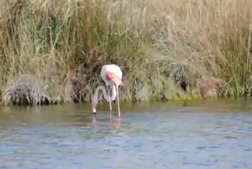 La danse du flamant rose.
