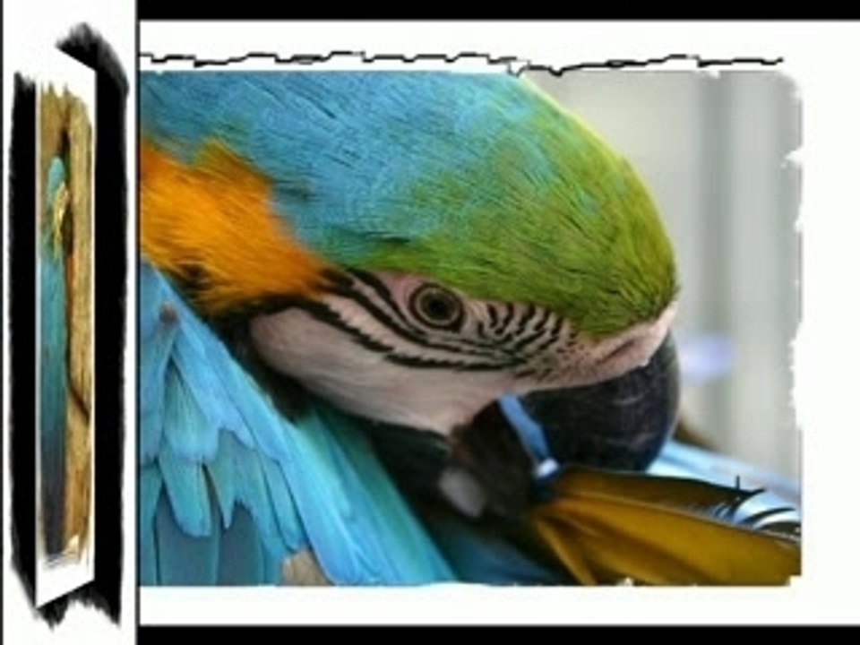 perroquet. l'ara ararauna