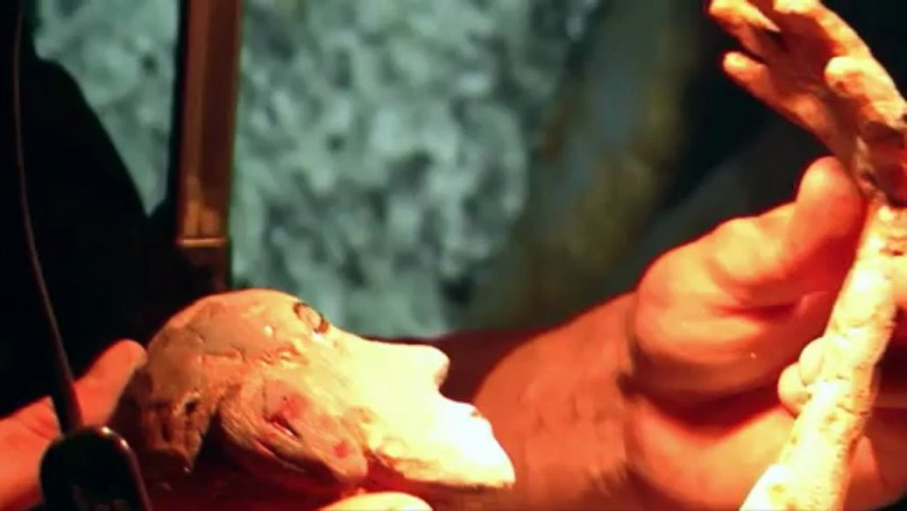 Amphigouri (teaser)
