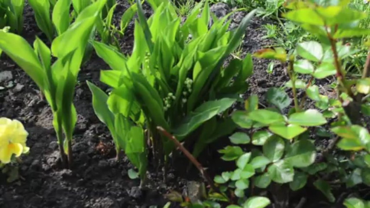 L'entretien du muguet