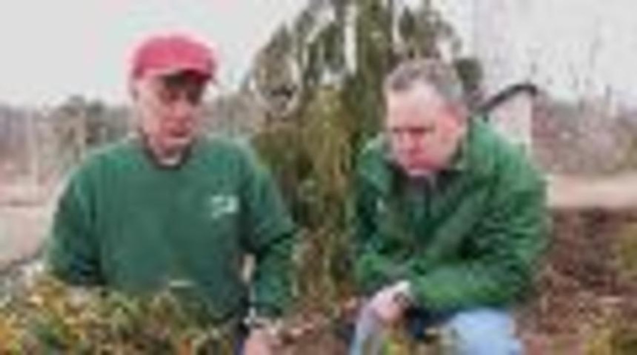 How to Prune Mountain Laurel
