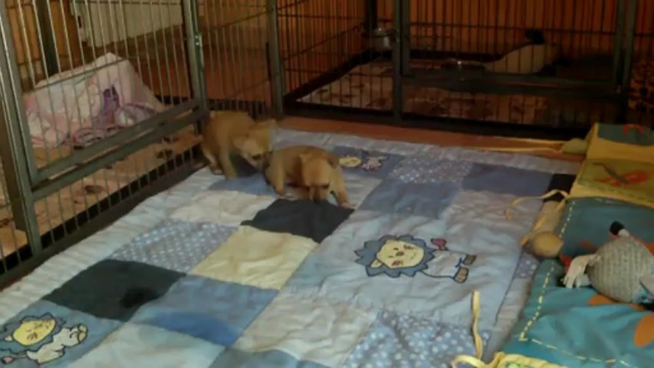 8 bébés CHIHUAHUAS de 4 à 7 semaines  03 05 13