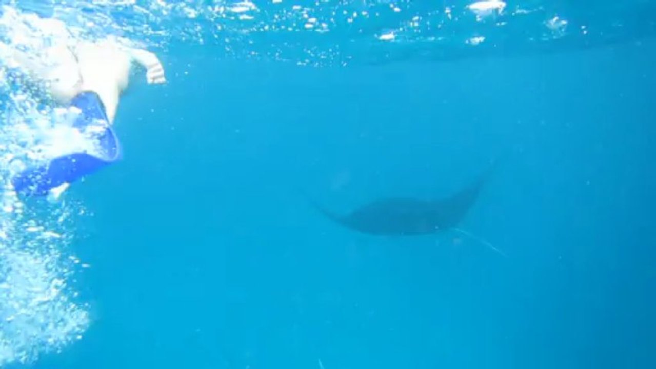 Manta 2 !