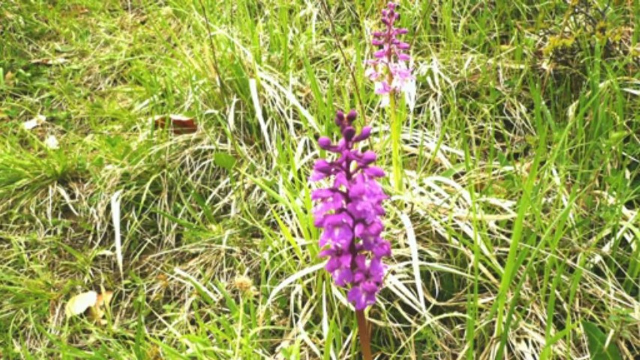 Maiwanderung in die badstube