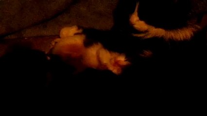 Mia et ses bébés, la suite