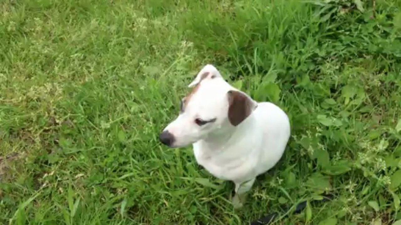 Jack Russel Indy2