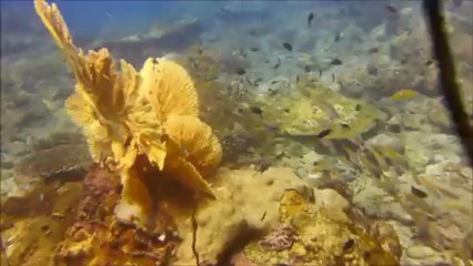 Plongée Nosy Faly Crusoe Dive