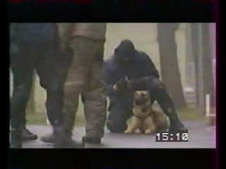 Entrainement des chiens du RAID