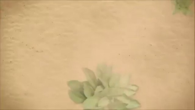 Acai Berry Cleanse Diet Tips