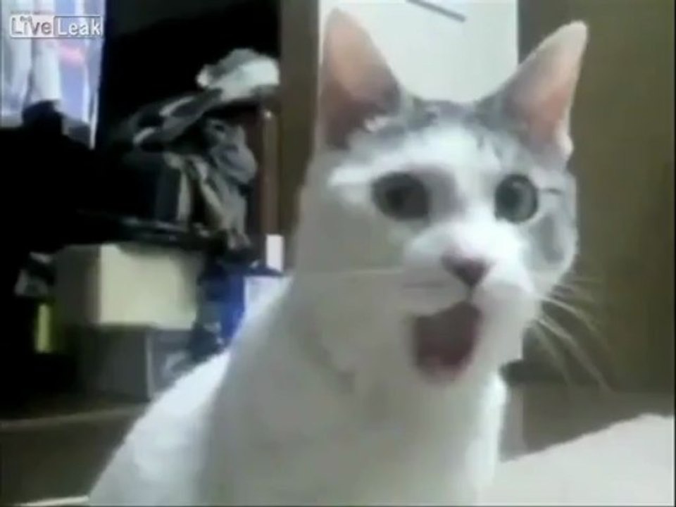 OMG cat cannot unsee