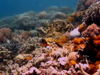 Diving In Apo Island Philippines