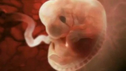 De embrion a feto: Un viaje epico