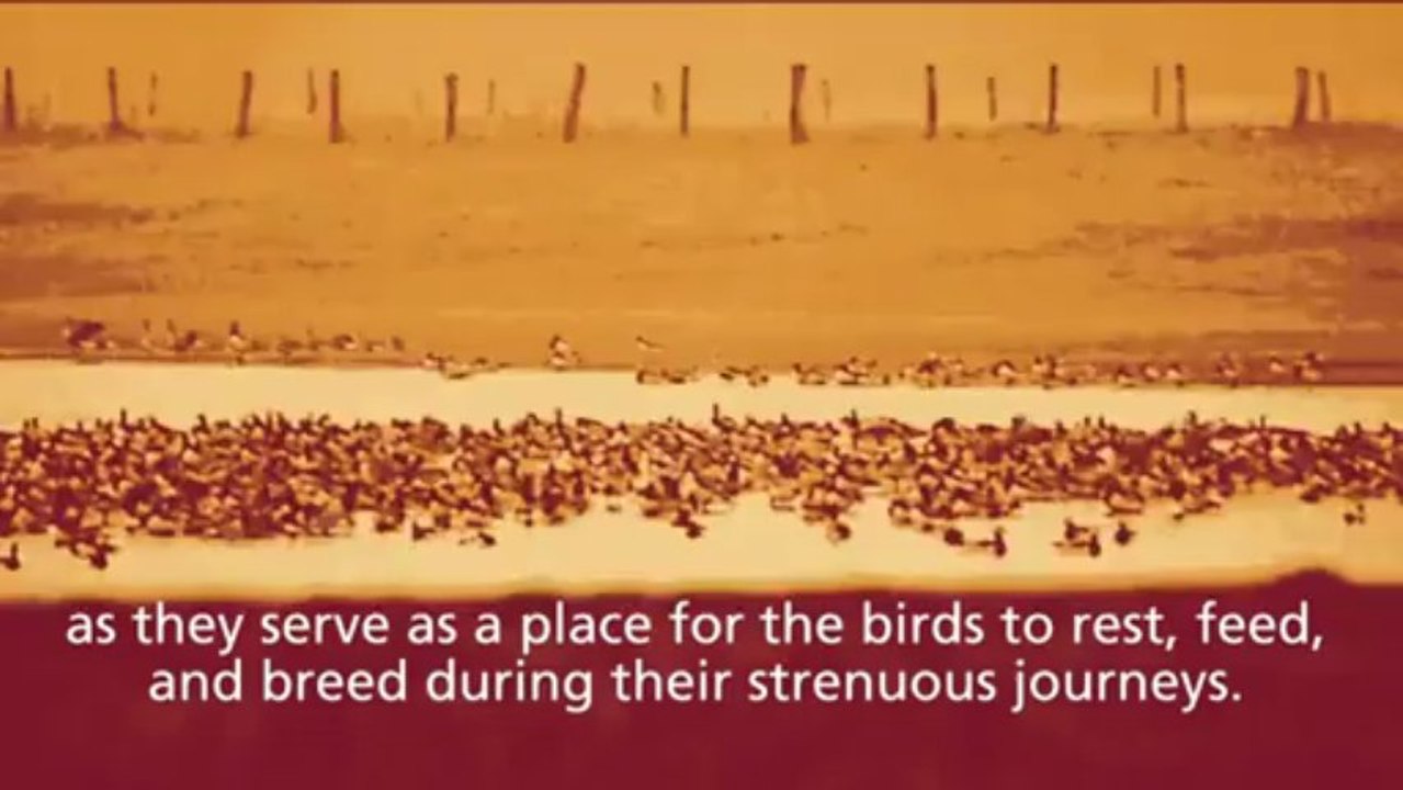 World Migratory Bird Day 2013