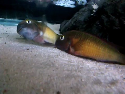 Red Reinbow Kasangaların Yumurta Alma Videosu