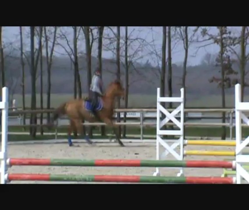 bibiche stage lamotte