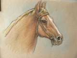 Horse. Speed Drawing