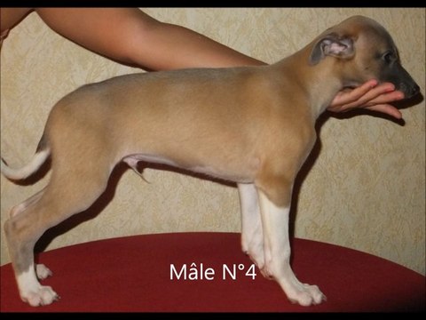 chiots whippet du domaine des champions