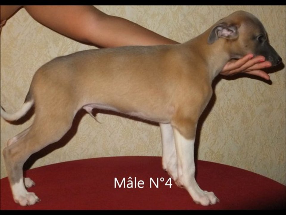 chiots whippet du domaine des champions