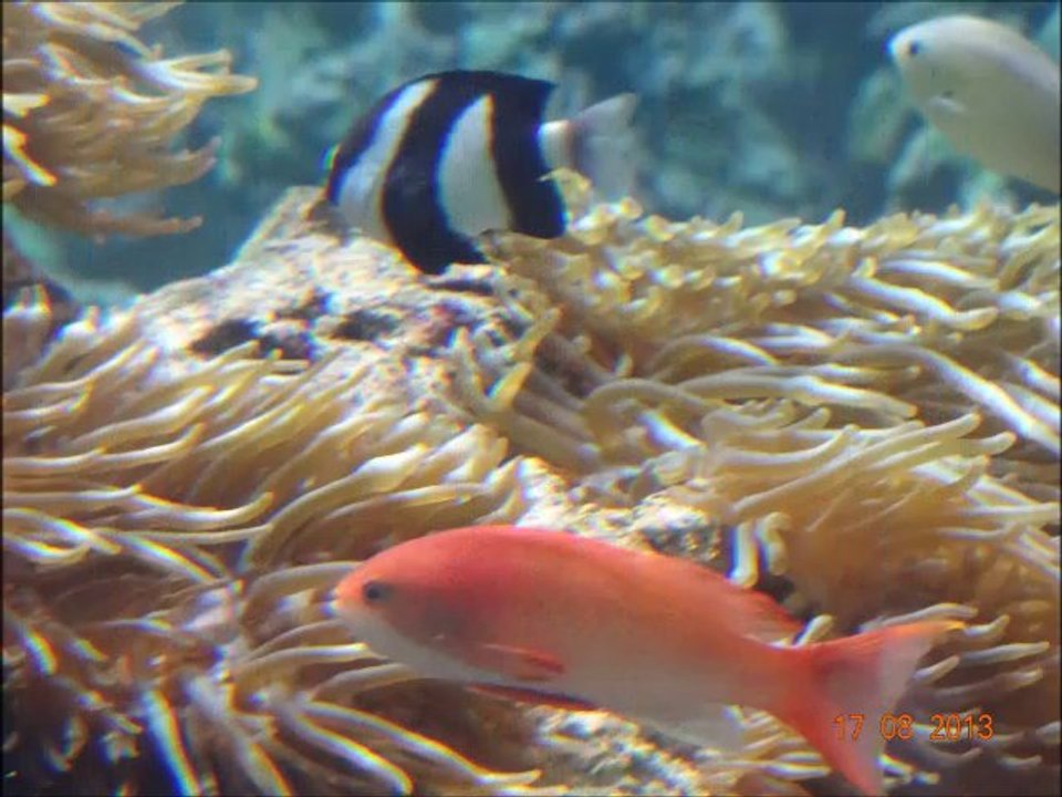 Mare Nostrum "super sortie a voir"