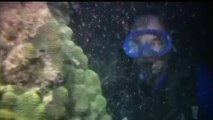 Des plongeurs nez à nez avec des millions d'œufs de coraux