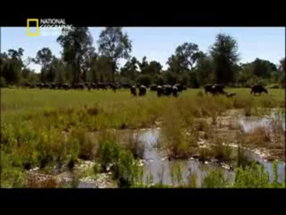 وثائقي   أفتك حيوانات العالم  أفريقيا HD